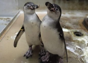 Taman Safari Indonesia