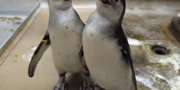 Taman Safari Indonesia