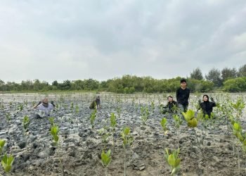 Degradasi dan Deforestasi: Penanaman mangrove sebagai kontribusi mahasiswa dalam penanganannya 1 Degradasi dan Deforestrasi
