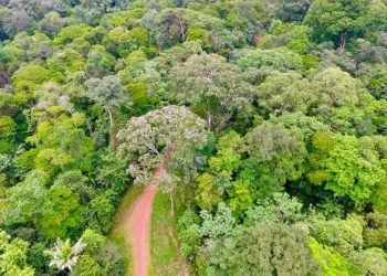 hutan hujan tropis di kosta rika 2