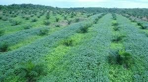 images33