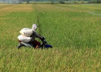 Peta jalan ini berfungsi sebagai panduan strategis untuk mencapai tujuan-tujuan pembangunan pertanian, dengan mempertimbangkan potensi, permasalahan, dan tantangan yang ada.