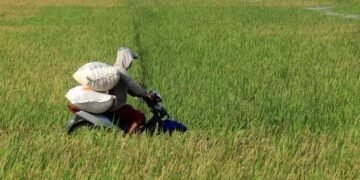 Peta jalan ini berfungsi sebagai panduan strategis untuk mencapai tujuan-tujuan pembangunan pertanian, dengan mempertimbangkan potensi, permasalahan, dan tantangan yang ada.