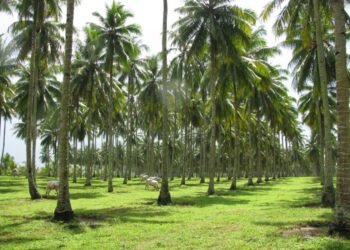 Kebun kelapa masyarakat