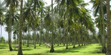 Kebun kelapa masyarakat