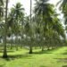 Kebun kelapa masyarakat
