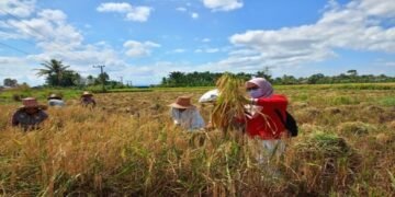Peran Brigade Pangan, Optimalkan Lahan Tidur dan Tingkatkan Swasembada di Kalimantan Selatan.