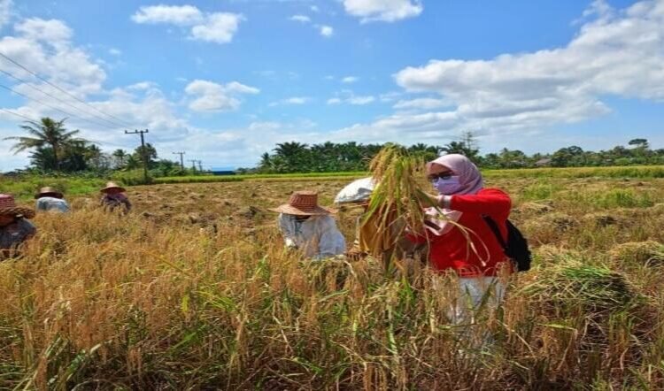 Peran Brigade Pangan, Optimalkan Lahan Tidur dan Tingkatkan Swasembada di Kalimantan Selatan.