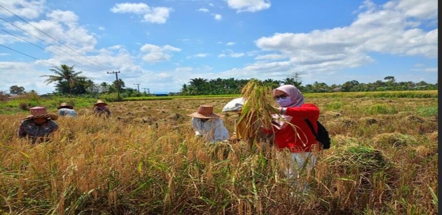 Peran Brigade Pangan, Optimalkan Lahan Tidur dan Tingkatkan Swasembada di Kalimantan Selatan.