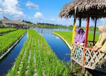 Indonesia memiliki potensi besar di sektor pertanian, terutama dalam produksi padi, hortikultura, dan perkebunan. Salah satunya sektor pertanian merupakan satu sektor yang menjadi prioritas penting dalam Pembangunan nasional.