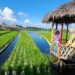 Indonesia memiliki potensi besar di sektor pertanian, terutama dalam produksi padi, hortikultura, dan perkebunan. Salah satunya sektor pertanian merupakan satu sektor yang menjadi prioritas penting dalam Pembangunan nasional.