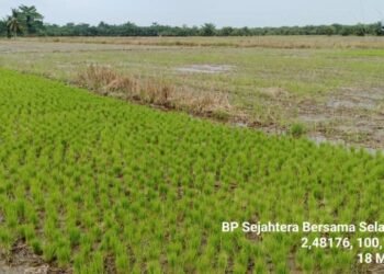 WhatsApp Image 2025 03 18 at 15.24.50