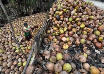 Kelapa bulat yang menjadi primadona ekspor dan ekonomi regional