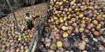 Kelapa bulat yang menjadi primadona ekspor dan ekonomi regional