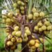 Momentum Hilirisasi Kelapa dan Kesejahteraan Petani 13 Kelapa genjah kuning nias