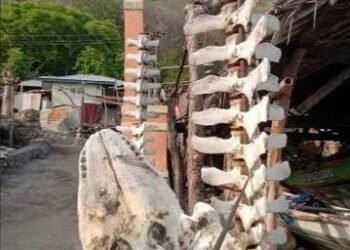 WhatsApp Image 2025 04 29 at 10.11.00 1