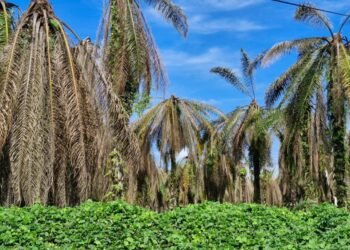 WhatsApp Image 2025 05 06 at 22.25.45