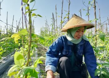 Potret Perempuan Muda Bertani