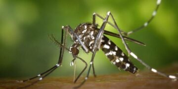 Sabias que Los 4 tipos de mosquitos mas comunes en nuestro pais son