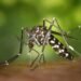 Terapi Malaria 12 Sabias que Los 4 tipos de mosquitos mas comunes en nuestro pais son