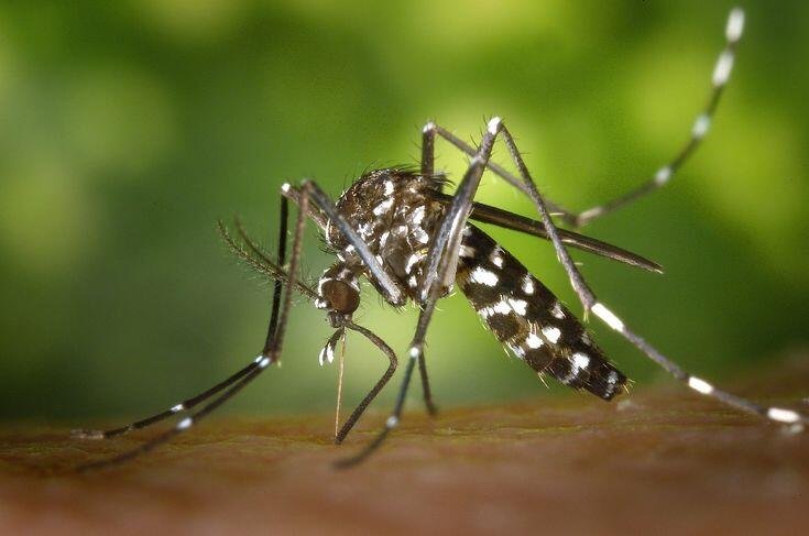 Terapi Malaria 1 Sabias que Los 4 tipos de mosquitos mas comunes en nuestro pais son