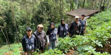 Mahasiswa KKN FP UB Turun Ke Lahan Memasang Perangkap Hama Yellow Trap Bersama Petani Kentang di Desa Wonokitri (Sumber : Dokumen Pribadi, 2025)