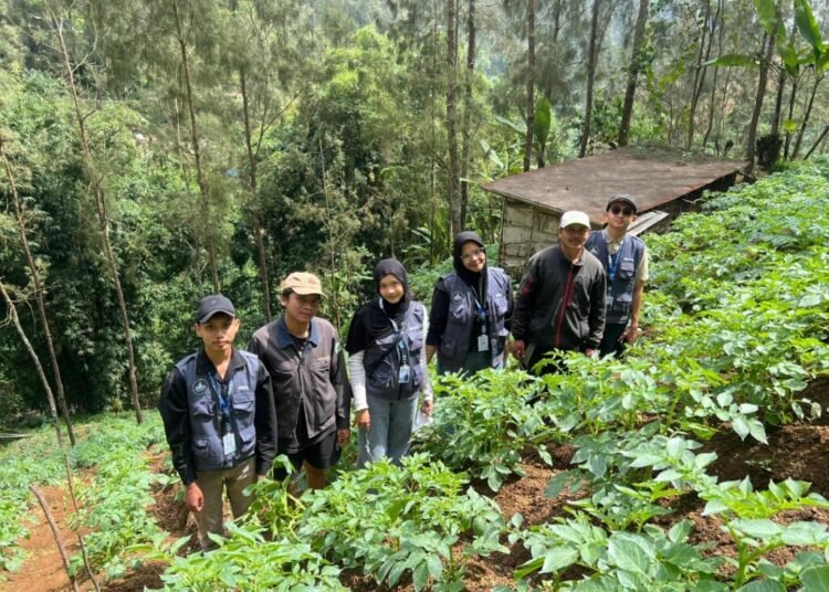 Mahasiswa KKN FP UB Turun Ke Lahan Memasang Perangkap Hama Yellow Trap Bersama Petani Kentang di Desa Wonokitri (Sumber : Dokumen Pribadi, 2025)