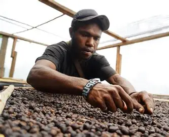 https://nationalgeographic.grid.id/read/131948261/kopi-tiom-memunguti-yang-diabaikan
