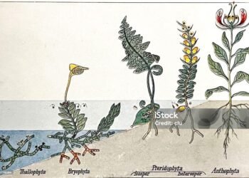 Illustration from 19th century.