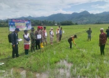 Suasana Haru dan Guyub Warnai Turun Sawah di Barru