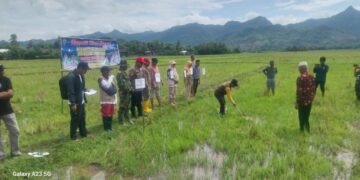 Suasana Haru dan Guyub Warnai Turun Sawah di Barru