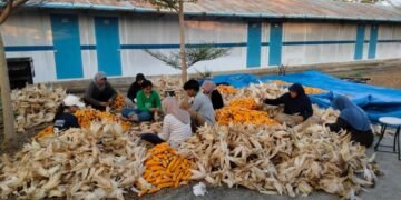 Limbah Jagung Jadi Listrik