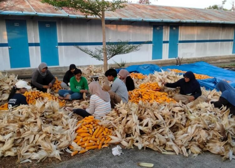 Limbah Jagung Jadi Listrik