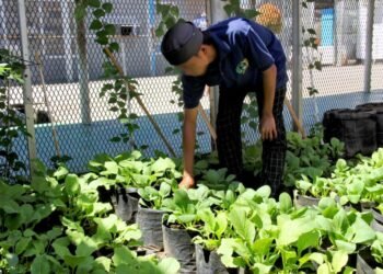 Lapas Bengkulu, Pembinaan Kemandirian, Bengkel Kerja Lapas, Tanaman Pakcoy, Media Polibag, Kegiatan Warga Binaan, Julianto Budhi Prasetyono, Program Pertanian Lapas, WBP Produktif, Pertanian Urban