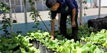 Lapas Bengkulu, Pembinaan Kemandirian, Bengkel Kerja Lapas, Tanaman Pakcoy, Media Polibag, Kegiatan Warga Binaan, Julianto Budhi Prasetyono, Program Pertanian Lapas, WBP Produktif, Pertanian Urban