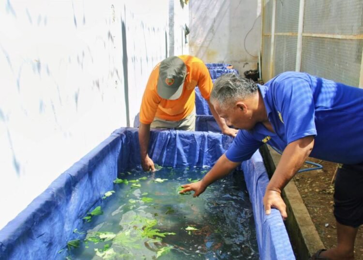 Semangat Produktif Warga Binaan Bengkulu di Program Budidaya Ikan 1 Lapas Bengkulu, Pembinaan Kemandirian, Budidaya Ikan, Warga Binaan, Kegiatan Kerja, Bengkel Kerja Lapas, Ikan Lele, Ikan Nila, Kemenkumham Bengkulu, Produktivitas Lapas