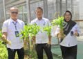 Program Pertanian Produktif Lapas Bengkulu Hasilkan Panen Kangkung Melimpah 6 Lapas Bengkulu, Panen Kangkung, Pembinaan Kemandirian, Pemasyarakatan Produktif, Ketahanan Pangan, Giatja Lapas, Kemenimipas Bengkulu, Bengkulu
