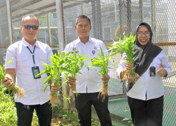Program Pertanian Produktif Lapas Bengkulu Hasilkan Panen Kangkung Melimpah 1 Lapas Bengkulu, Panen Kangkung, Pembinaan Kemandirian, Pemasyarakatan Produktif, Ketahanan Pangan, Giatja Lapas, Kemenimipas Bengkulu, Bengkulu