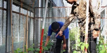 Lapas Bengkulu, Pembinaan Kemandirian, Urban Farming Lapas, WBP Berkarya, Timun, Kacang Panjang, Giatja Lapas, Kegiatan Kerja Lapas, Pertanian Lapas, Program Pembinaan