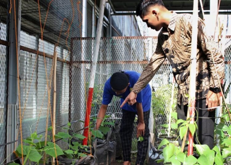 Warga Binaan Lapas Bengkulu Kembangkan Budidaya Timun dan Kacang Panjang 1 Lapas Bengkulu, Pembinaan Kemandirian, Urban Farming Lapas, WBP Berkarya, Timun, Kacang Panjang, Giatja Lapas, Kegiatan Kerja Lapas, Pertanian Lapas, Program Pembinaan