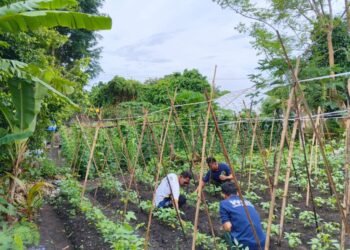 Produktif dan Mandiri, Warga Binaan Lapas Bandanaira Rutin Rawat Tanaman Kacang Panjang 1 WhatsApp Image 2025 12 06 at 20.01.15 80c4f496