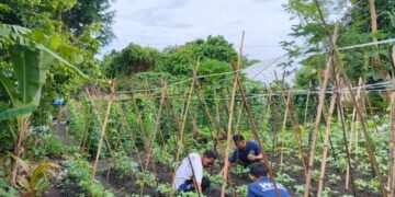 Produktif dan Mandiri, Warga Binaan Lapas Bandanaira Rutin Rawat Tanaman Kacang Panjang 15 WhatsApp Image 2025 12 06 at 20.01.15 80c4f496