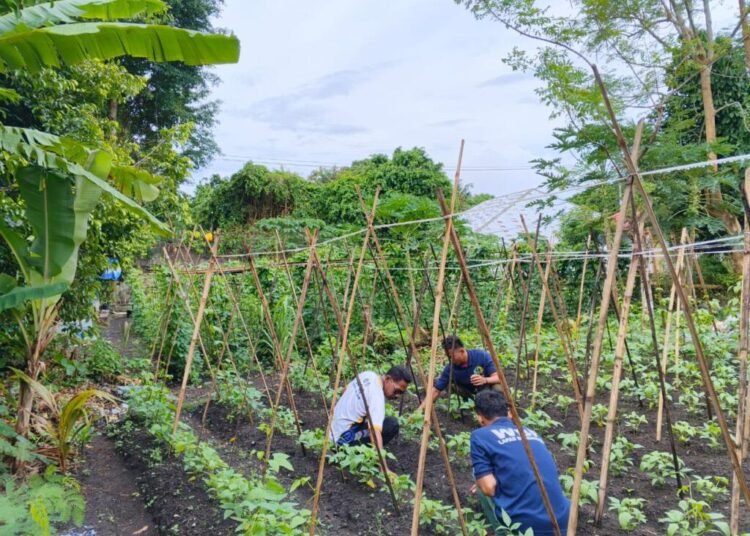 Produktif dan Mandiri, Warga Binaan Lapas Bandanaira Rutin Rawat Tanaman Kacang Panjang 1 WhatsApp Image 2025 12 06 at 20.01.15 80c4f496