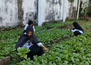 Panen Pakcoy, Rutan Bengkulu Sukses Laksanakan Program Ketahanan Pangan 8 pakcoy