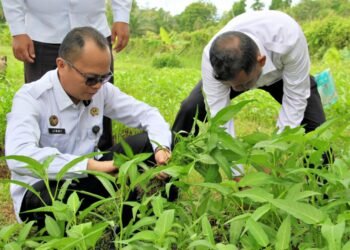 Lapas Bengkulu, Budidaya Kangkung, Pembinaan Produktif, Kemandirian Pangan, 15 Program Aksi Kemenimipas 2026, Agro Edukasi Lapas, Reintegrasi Sosial