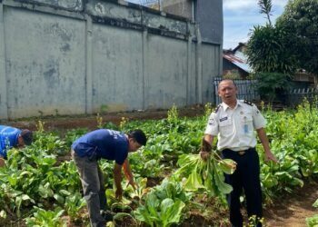 Lapas Arga Makmur Panen Sawi dan Kangkung, Dukung Program Ketahanan Pangan 8 WhatsApp Image 2026 01 20 at 13.36.43