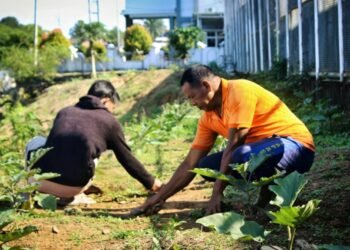 Lapas Bengkulu, Giatja Lapas, Pembinaan Kemandirian, Ketahanan Pangan, Warga Binaan, Program Pertanian, Asimilasi, Edukasi Lapas, Budidaya Terung, Pemasyarakatan