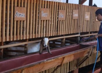 Antisipasi Penyakit Menular, Lapas Mojokerto Rutin Bersihkan Kandang Kambing 1 WhatsApp Image 2026 02 02 at 11.24.07 1