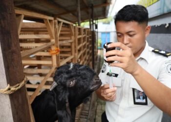 Tingkatkan Kesehatan Ternak, Lapas Mojokerto Lakukan Penyuntikan Kambing Berkelanjutan 1 WhatsApp Image 2026 02 24 at 11.02.55