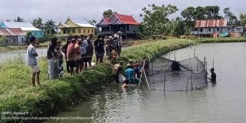 Pokdakan Maju Bersama Merah Putih Segeri Panen Perdana Ikan Nila Berton-ton